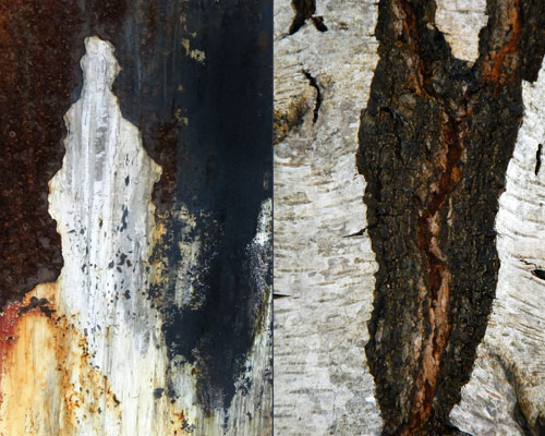 rusty dumpster / deep fissured birch bark